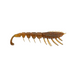 RAPALA Crush City "The Imposter" 3" Bloodworm UV - Bait Tackle Store