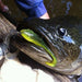 ZMAN Hard Leg Frogz 4" - Bait Tackle Store