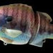 DEPS Bulldoze 160 #10 Tropical Glitter - Bait Tackle Store