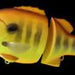 DEPS Bulldoze 160 #04 Mustard Gill - Bait Tackle Store