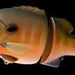 DEPS Bulldoze 160 #11 Sporting Gill - Bait Tackle Store