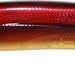 HIDE UP Minnow 111SP #206 Killer Red Shiner - Bait Tackle Store