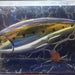 IMA Ikuri 60 011 (9101) - Bait Tackle Store