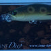 IMA Sukari 50SS Deep SU50D-X3006 - Bait Tackle Store