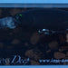 IMA Sukari 50SS Deep SU50D-X3008 - Bait Tackle Store