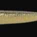 IMAKATSU Sickle Shad 5.5" S-299 Map Dee Cat - Bait Tackle Store