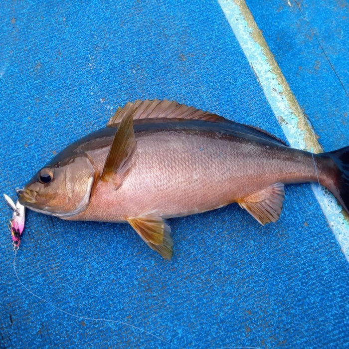 MAGBITE Gira Metal 40g - Bait Tackle Store
