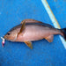 MAGBITE Gira Metal 40g - Bait Tackle Store