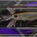 OSP High Cut DR-SP P-23 (7881) - Bait Tackle Store