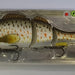WESTIN PERCY THE PERCH Spangle Perch - Bait Tackle Store